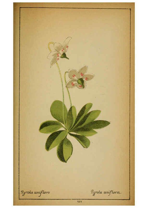 Reproducción/Reproduction 6031672993: Choix de plantes de l'Europe centrale et particulièrement de la Suisse et de la Savoie Genève,F. Richard,1878