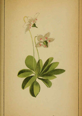 Reproducción/Reproduction 6031672993: Choix de plantes de l'Europe centrale et particulièrement de la Suisse et de la Savoie Genève,F. Richard,1878
