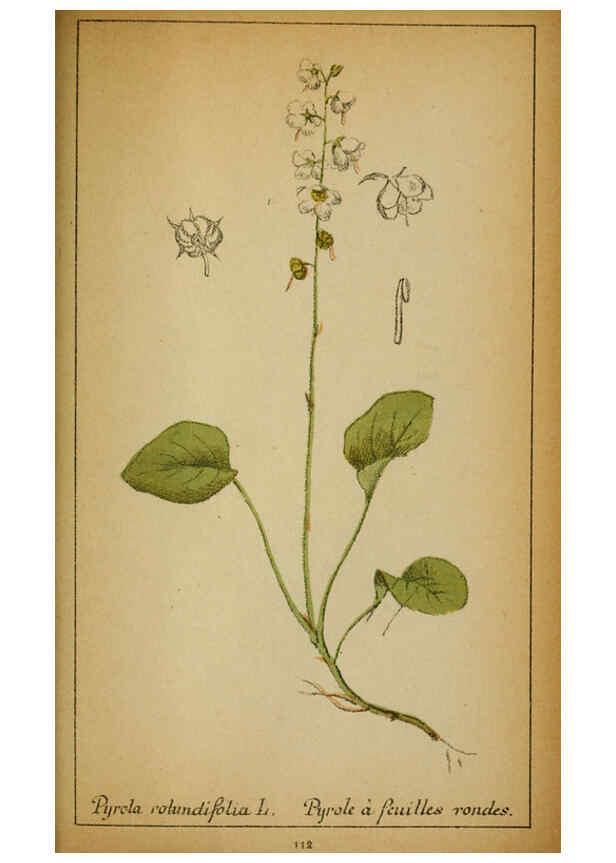 Reproducción/Reproduction 6031673179: Choix de plantes de l'Europe centrale et particulièrement de la Suisse et de la Savoie Genève,F. Richard,1878