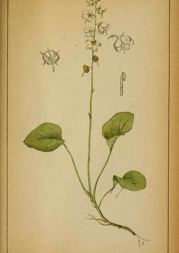 Reproducción/Reproduction 6031673179: Choix de plantes de l'Europe centrale et particulièrement de la Suisse et de la Savoie Genève,F. Richard,1878
