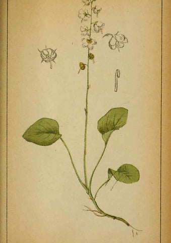 Reproducción/Reproduction 6031673179: Choix de plantes de l'Europe centrale et particulièrement de la Suisse et de la Savoie Genève,F. Richard,1878