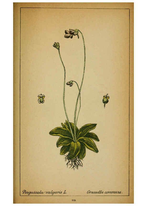 Reproducción/Reproduction 6032231730: Choix de plantes de l'Europe centrale et particulièrement de la Suisse et de la Savoie Genève,F. Richard,1878