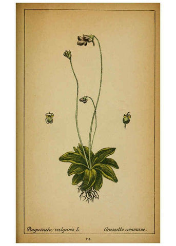 Reproducción/Reproduction 6032231730: Choix de plantes de l'Europe centrale et particulièrement de la Suisse et de la Savoie Genève,F. Richard,1878