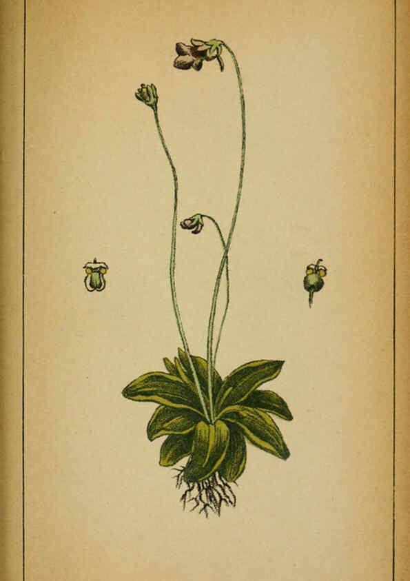 Reproducción/Reproduction 6032231730: Choix de plantes de l'Europe centrale et particulièrement de la Suisse et de la Savoie Genève,F. Richard,1878