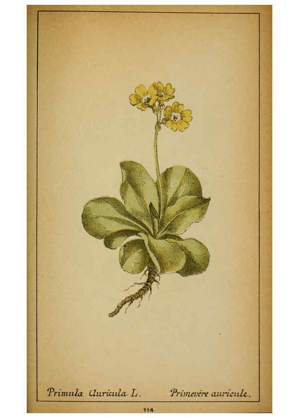 Reproducción/Reproduction 6031673611: Choix de plantes de l'Europe centrale et particulièrement de la Suisse et de la Savoie Genève,F. Richard,1878