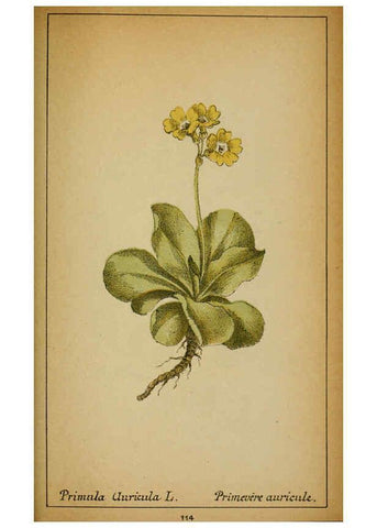 Reproducción/Reproduction 6031673611: Choix de plantes de l'Europe centrale et particulièrement de la Suisse et de la Savoie Genève,F. Richard,1878