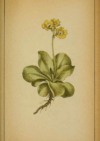 Reproducción/Reproduction 6031673611: Choix de plantes de l'Europe centrale et particulièrement de la Suisse et de la Savoie Genève,F. Richard,1878