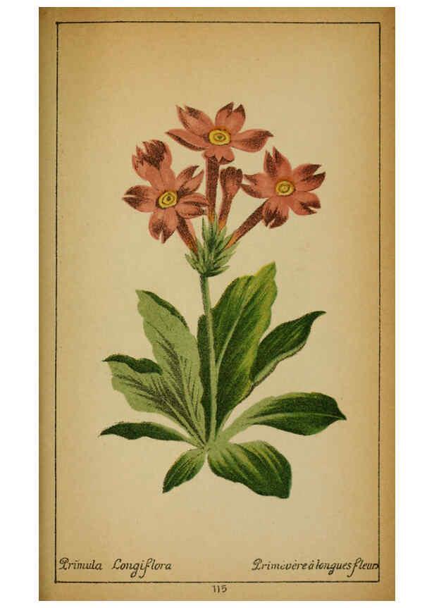 Reproducción/Reproduction 6031673813: Choix de plantes de l'Europe centrale et particulièrement de la Suisse et de la Savoie Genève,F. Richard,1878