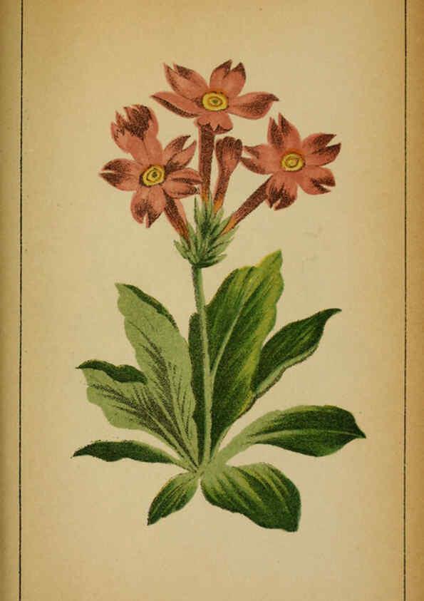 Reproducción/Reproduction 6031673813: Choix de plantes de l'Europe centrale et particulièrement de la Suisse et de la Savoie Genève,F. Richard,1878