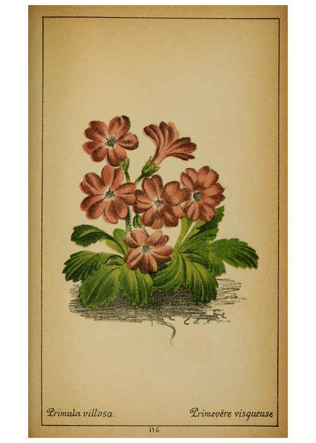 Reproducción/Reproduction 6031673983: Choix de plantes de l'Europe centrale et particulièrement de la Suisse et de la Savoie Genève,F. Richard,1878