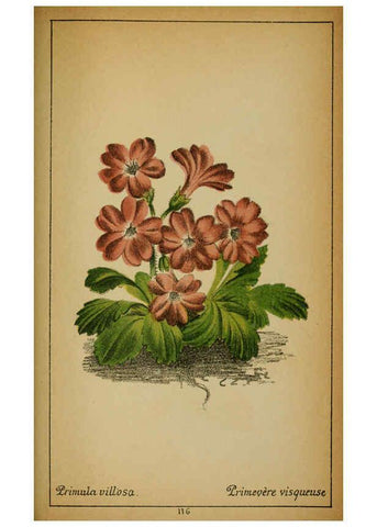 Reproducción/Reproduction 6031673983: Choix de plantes de l'Europe centrale et particulièrement de la Suisse et de la Savoie Genève,F. Richard,1878