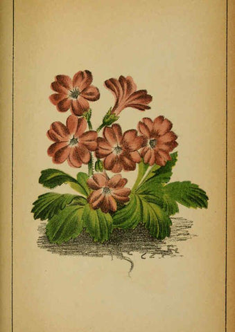 Reproducción/Reproduction 6031673983: Choix de plantes de l'Europe centrale et particulièrement de la Suisse et de la Savoie Genève,F. Richard,1878