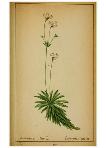Reproducción/Reproduction 6032232578: Choix de plantes de l'Europe centrale et particulièrement de la Suisse et de la Savoie Genève,F. Richard,1878