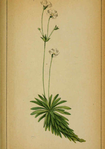 Reproducción/Reproduction 6032232578: Choix de plantes de l'Europe centrale et particulièrement de la Suisse et de la Savoie Genève,F. Richard,1878
