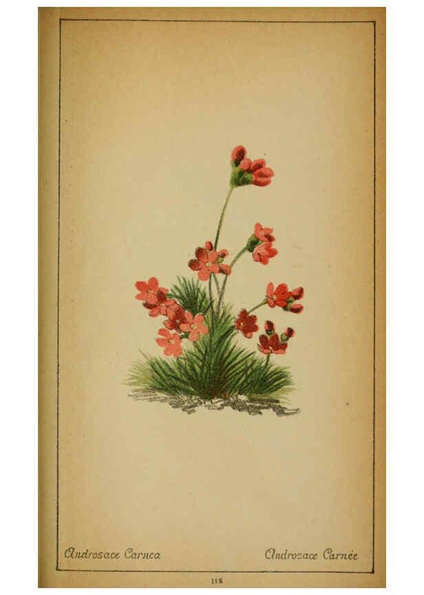 Reproducción/Reproduction 6032232762: Choix de plantes de l'Europe centrale et particulièrement de la Suisse et de la Savoie Genève,F. Richard,1878