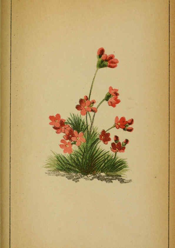 Reproducción/Reproduction 6032232762: Choix de plantes de l'Europe centrale et particulièrement de la Suisse et de la Savoie Genève,F. Richard,1878