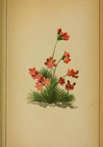 Reproducción/Reproduction 6032232762: Choix de plantes de l'Europe centrale et particulièrement de la Suisse et de la Savoie Genève,F. Richard,1878