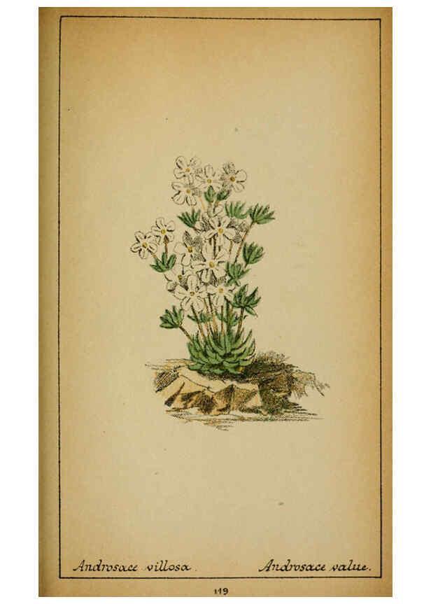 Reproducción/Reproduction 6031674799: Choix de plantes de l'Europe centrale et particulièrement de la Suisse et de la Savoie Genève,F. Richard,1878
