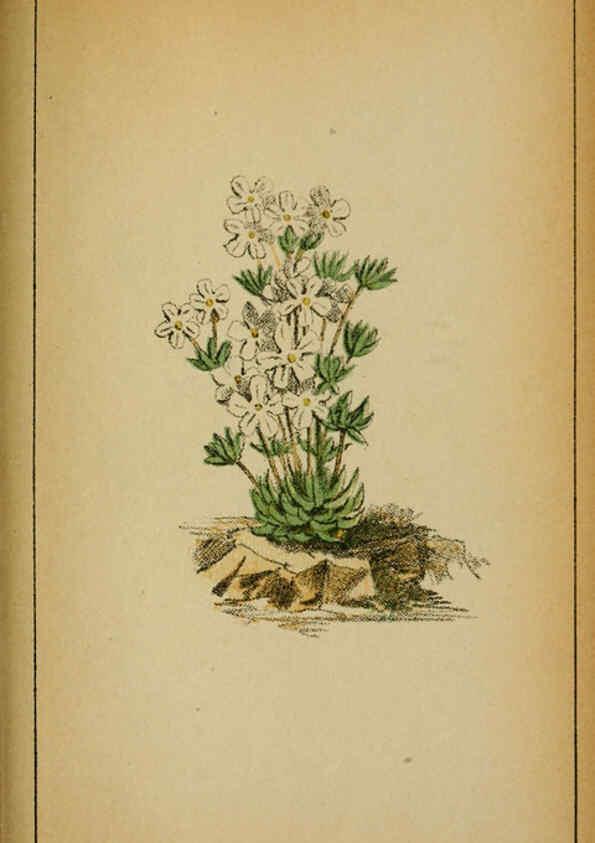Reproducción/Reproduction 6031674799: Choix de plantes de l'Europe centrale et particulièrement de la Suisse et de la Savoie Genève,F. Richard,1878