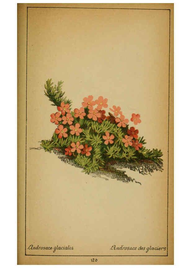 Reproducción/Reproduction 6032233412: Choix de plantes de l'Europe centrale et particulièrement de la Suisse et de la Savoie Genève,F. Richard,1878