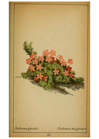 Reproducción/Reproduction 6032233412: Choix de plantes de l'Europe centrale et particulièrement de la Suisse et de la Savoie Genève,F. Richard,1878