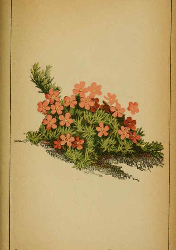 Reproducción/Reproduction 6032233412: Choix de plantes de l'Europe centrale et particulièrement de la Suisse et de la Savoie Genève,F. Richard,1878