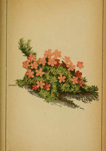 Reproducción/Reproduction 6032233412: Choix de plantes de l'Europe centrale et particulièrement de la Suisse et de la Savoie Genève,F. Richard,1878