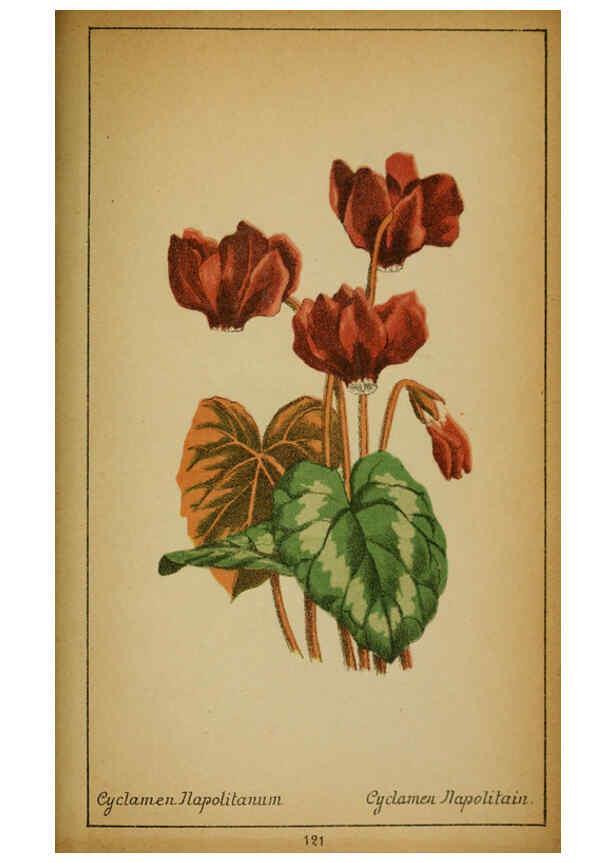 Reproducción/Reproduction 6031675197: Choix de plantes de l'Europe centrale et particulièrement de la Suisse et de la Savoie Genève,F. Richard,1878