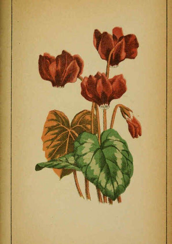 Reproducción/Reproduction 6031675197: Choix de plantes de l'Europe centrale et particulièrement de la Suisse et de la Savoie Genève,F. Richard,1878