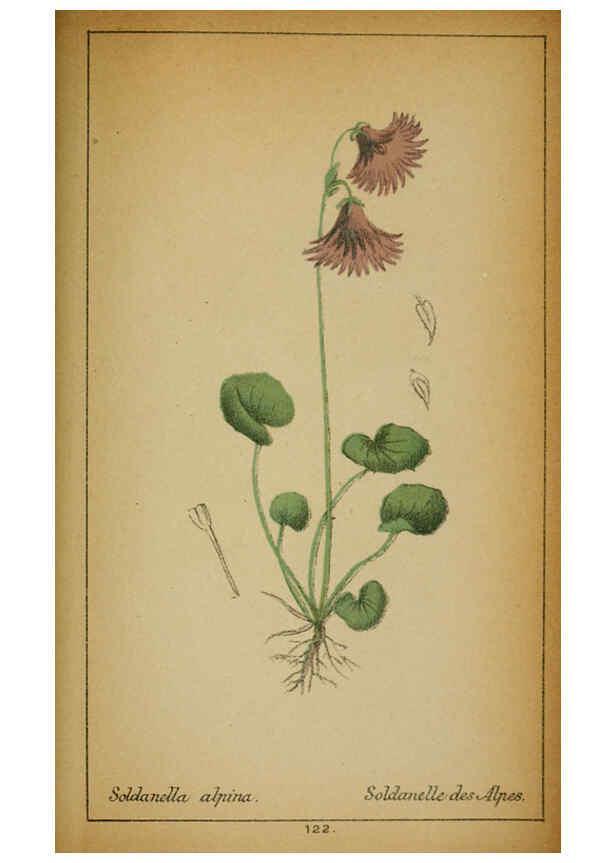 Reproducción/Reproduction 6032233758: Choix de plantes de l'Europe centrale et particulièrement de la Suisse et de la Savoie Genève,F. Richard,1878