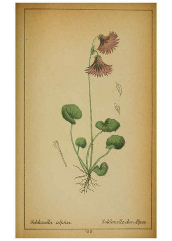 Reproducción/Reproduction 6032233758: Choix de plantes de l'Europe centrale et particulièrement de la Suisse et de la Savoie Genève,F. Richard,1878