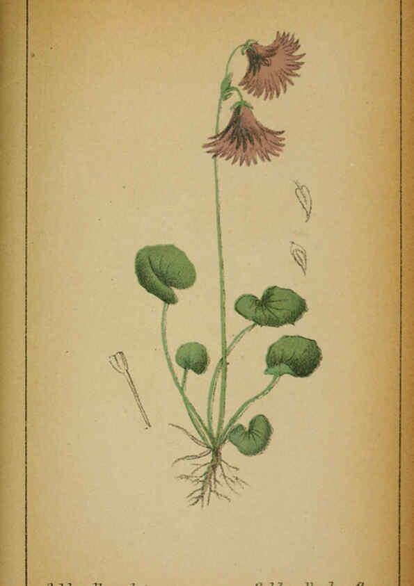 Reproducción/Reproduction 6032233758: Choix de plantes de l'Europe centrale et particulièrement de la Suisse et de la Savoie Genève,F. Richard,1878