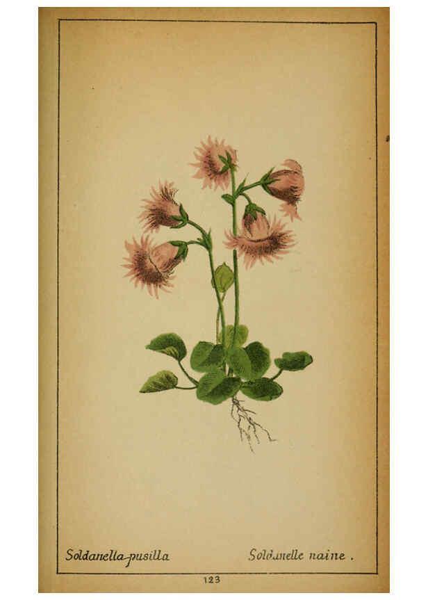 Reproducción/Reproduction 6031675513: Choix de plantes de l'Europe centrale et particulièrement de la Suisse et de la Savoie Genève,F. Richard,1878