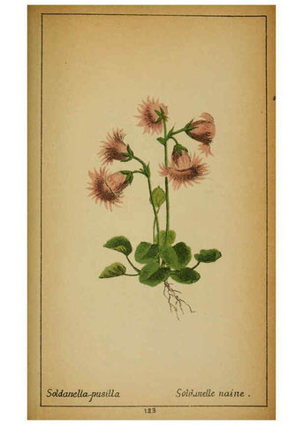 Reproducción/Reproduction 6031675513: Choix de plantes de l'Europe centrale et particulièrement de la Suisse et de la Savoie Genève,F. Richard,1878