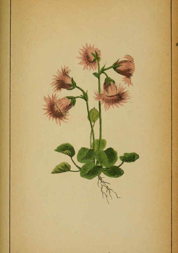 Reproducción/Reproduction 6031675513: Choix de plantes de l'Europe centrale et particulièrement de la Suisse et de la Savoie Genève,F. Richard,1878