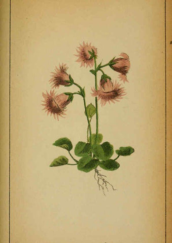 Reproducción/Reproduction 6031675513: Choix de plantes de l'Europe centrale et particulièrement de la Suisse et de la Savoie Genève,F. Richard,1878