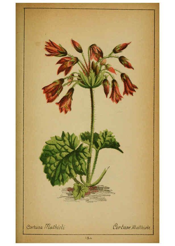 Reproducción/Reproduction 6031675735: Choix de plantes de l'Europe centrale et particulièrement de la Suisse et de la Savoie Genève,F. Richard,1878