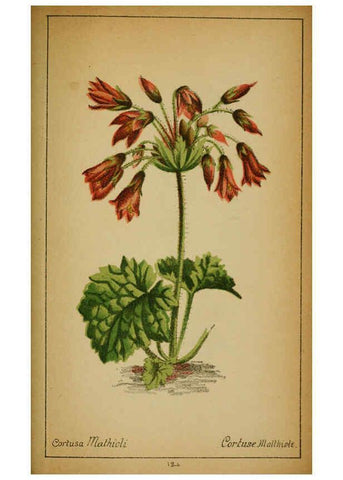 Reproducción/Reproduction 6031675735: Choix de plantes de l'Europe centrale et particulièrement de la Suisse et de la Savoie Genève,F. Richard,1878