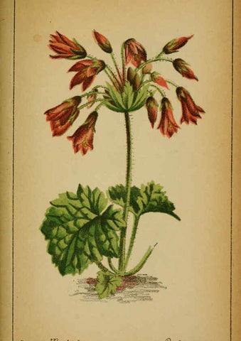 Reproducción/Reproduction 6031675735: Choix de plantes de l'Europe centrale et particulièrement de la Suisse et de la Savoie Genève,F. Richard,1878