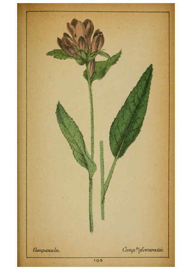 Reproducción/Reproduction 6032230838: Choix de plantes de l'Europe centrale et particulièrement de la Suisse et de la Savoie Genève,F. Richard,1878