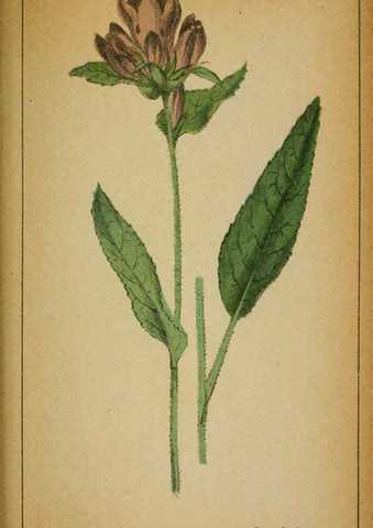 Reproducción/Reproduction 6032230838: Choix de plantes de l'Europe centrale et particulièrement de la Suisse et de la Savoie Genève,F. Richard,1878