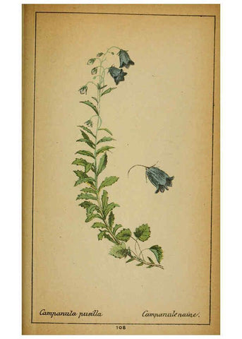 Reproducción/Reproduction 6031672359: Choix de plantes de l'Europe centrale et particulièrement de la Suisse et de la Savoie Genève,F. Richard,1878