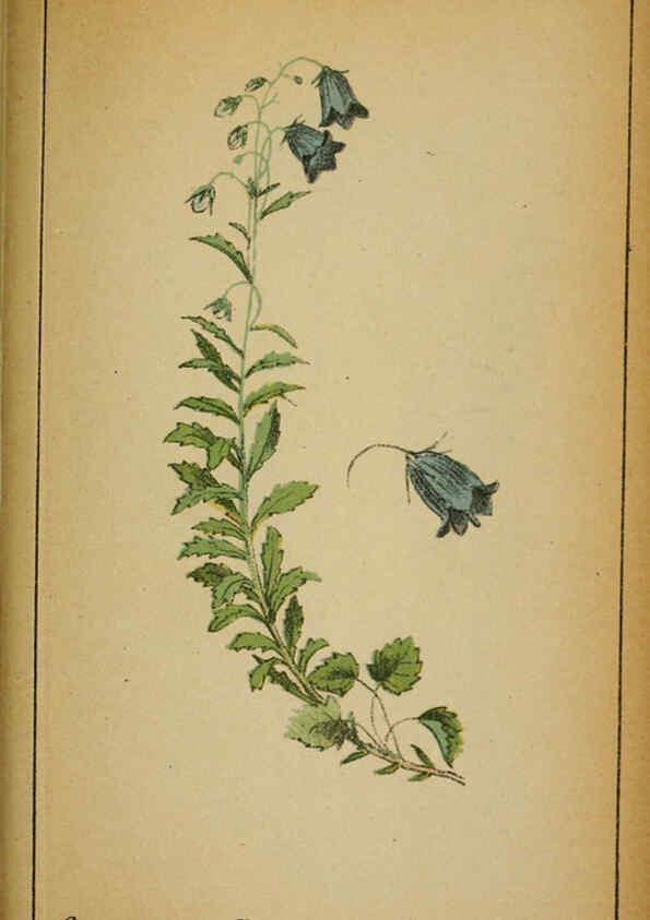 Reproducción/Reproduction 6031672359: Choix de plantes de l'Europe centrale et particulièrement de la Suisse et de la Savoie Genève,F. Richard,1878