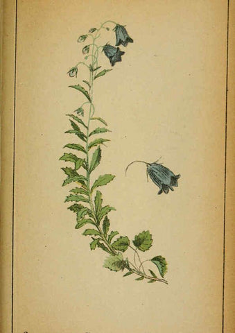 Reproducción/Reproduction 6031672359: Choix de plantes de l'Europe centrale et particulièrement de la Suisse et de la Savoie Genève,F. Richard,1878