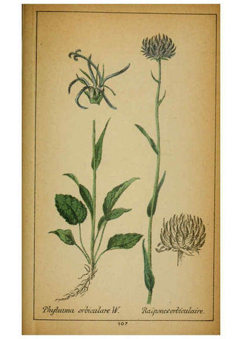 Reproducción/Reproduction 6031672091: Choix de plantes de l'Europe centrale et particulièrement de la Suisse et de la Savoie Genève,F. Richard,1878