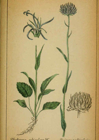 Reproducción/Reproduction 6031672091: Choix de plantes de l'Europe centrale et particulièrement de la Suisse et de la Savoie Genève,F. Richard,1878