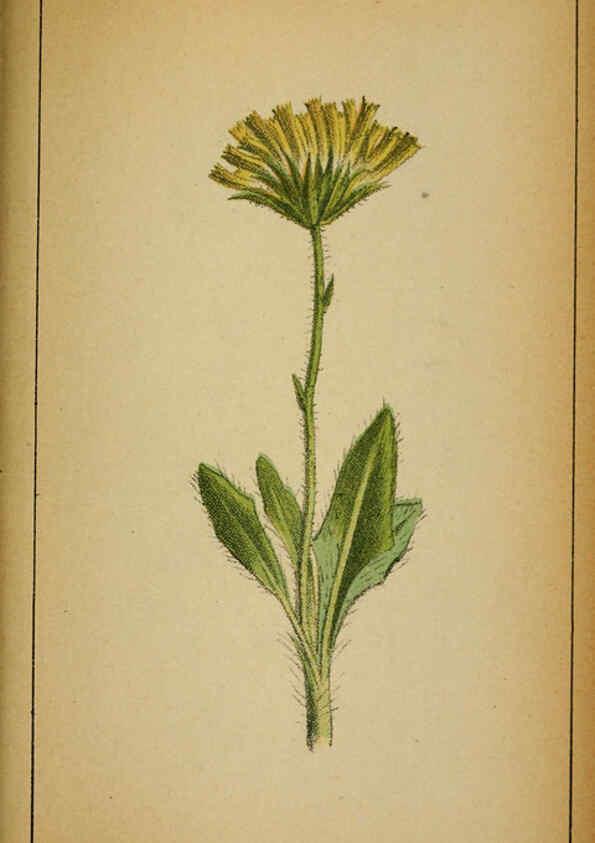 Reproducción/Reproduction 6031671811: Choix de plantes de l'Europe centrale et particulièrement de la Suisse et de la Savoie Genève,F. Richard,1878