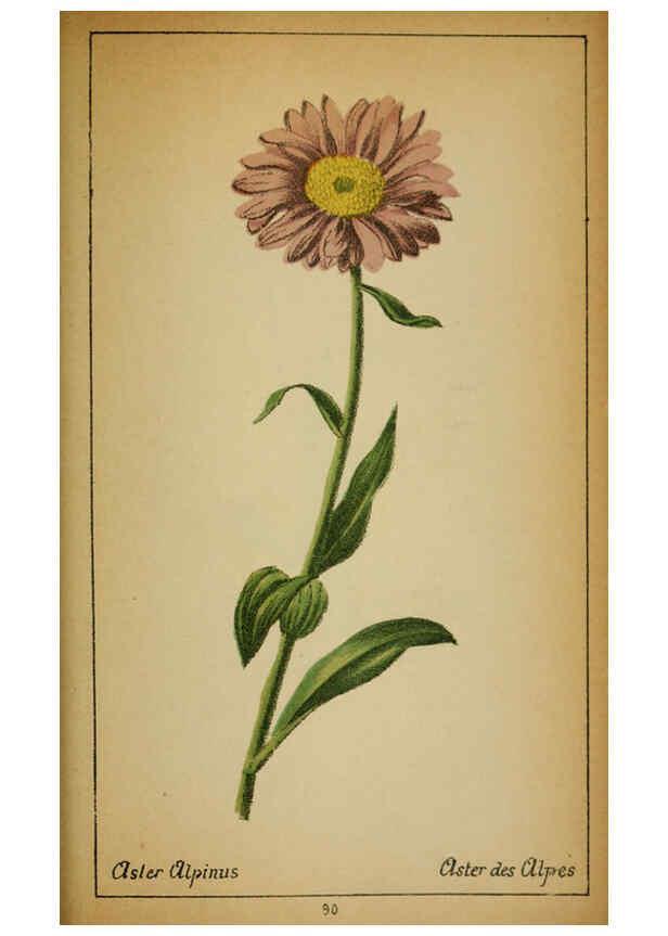 Reproducción/Reproduction 6032227190: Choix de plantes de l'Europe centrale et particulièrement de la Suisse et de la Savoie Genève,F. Richard,1878