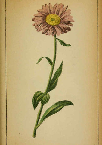 Reproducción/Reproduction 6032227190: Choix de plantes de l'Europe centrale et particulièrement de la Suisse et de la Savoie Genève,F. Richard,1878