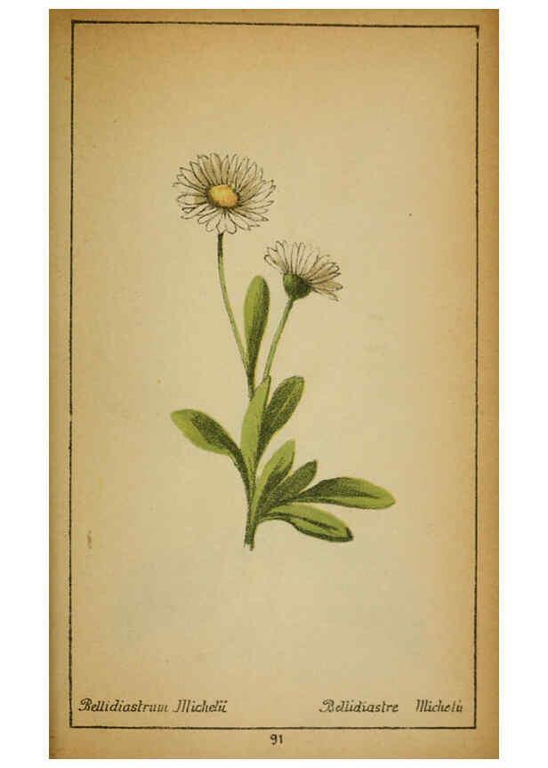 Reproducción/Reproduction 6031668879: Choix de plantes de l'Europe centrale et particulièrement de la Suisse et de la Savoie Genève,F. Richard,1878